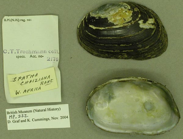 specimen