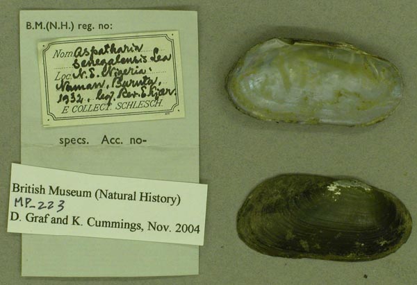 specimen