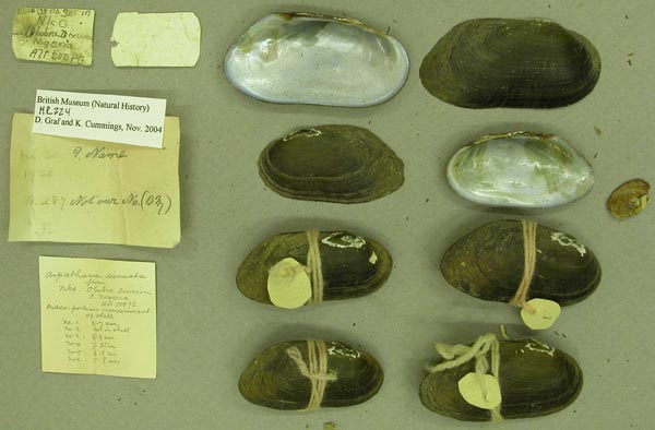specimen