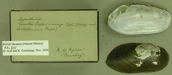 specimen