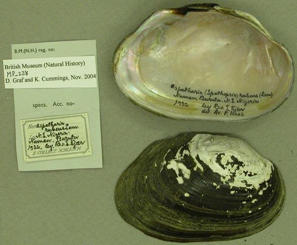 specimen