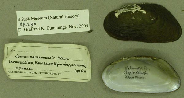 specimen