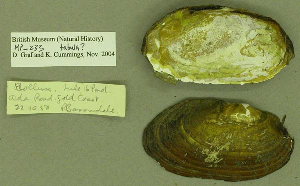 specimen