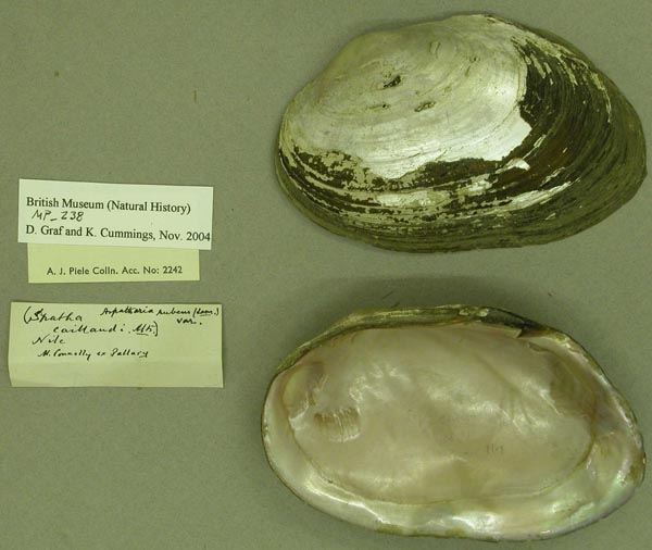 specimen