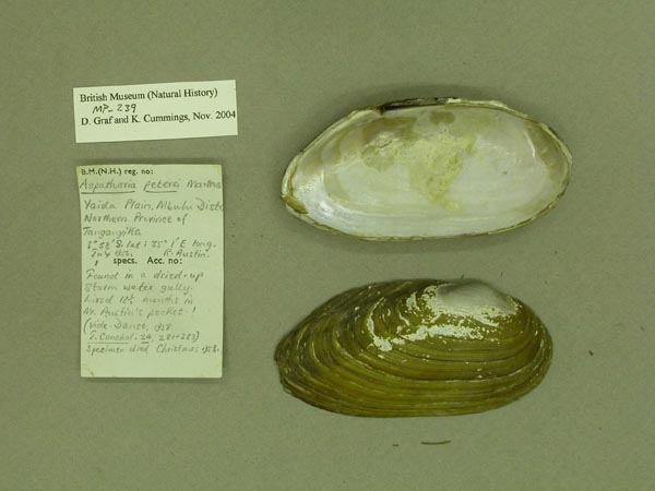 specimen