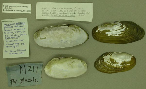 specimen