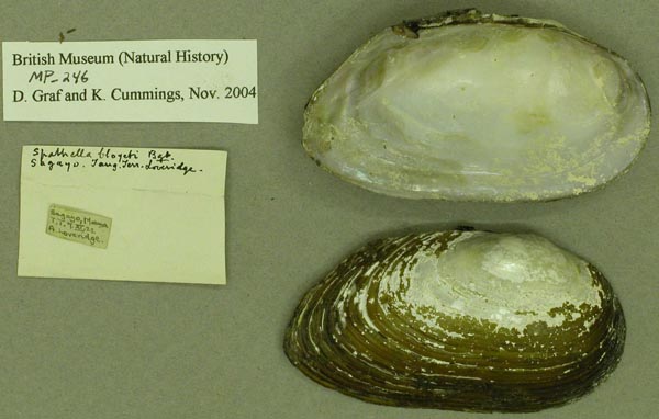 specimen