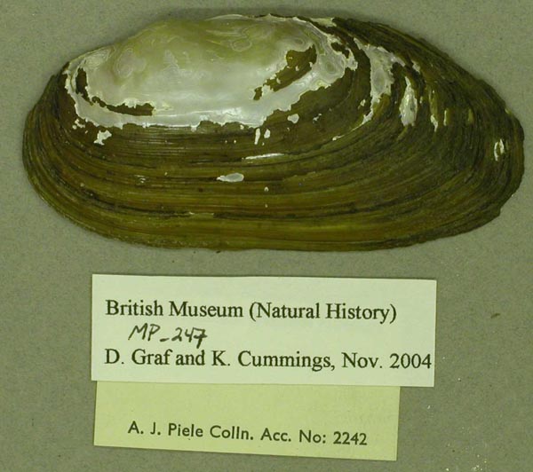specimen