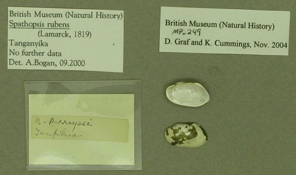 specimen