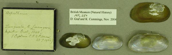 specimen