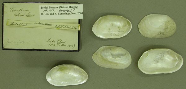 specimen