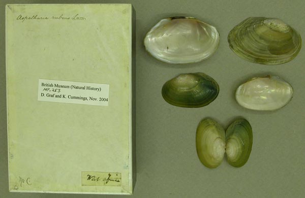 specimen
