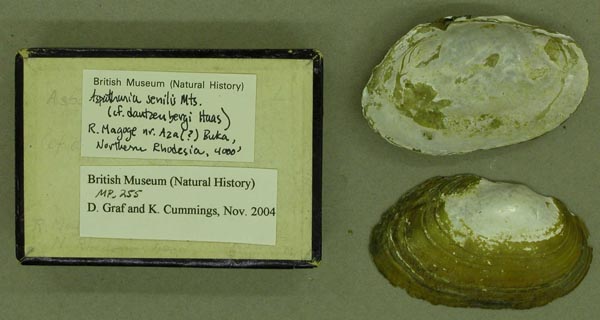 specimen