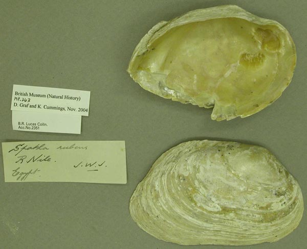 specimen