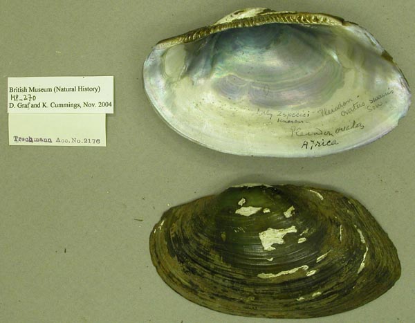 specimen