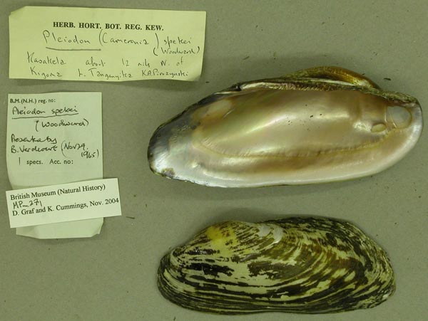 specimen