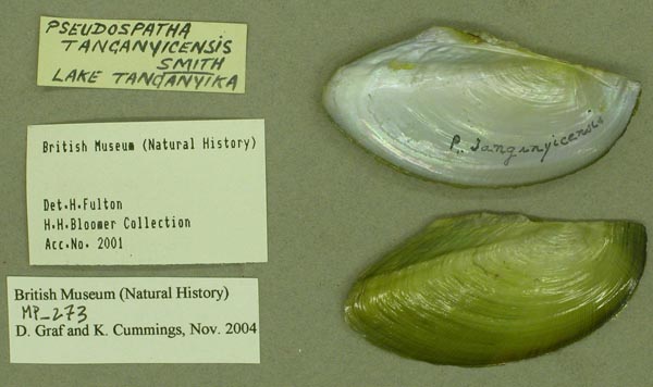 specimen