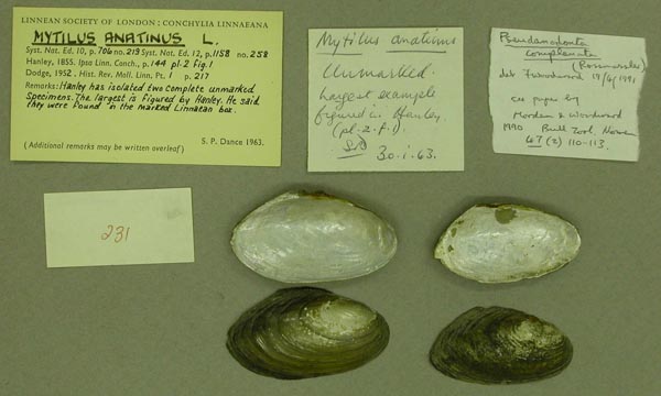 specimen