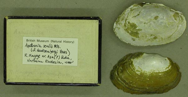 specimen