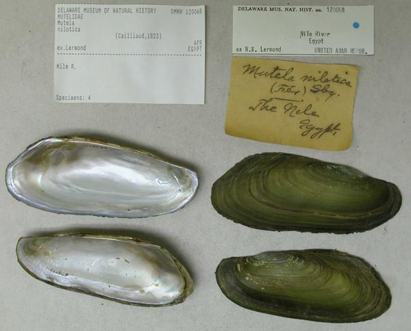 specimen