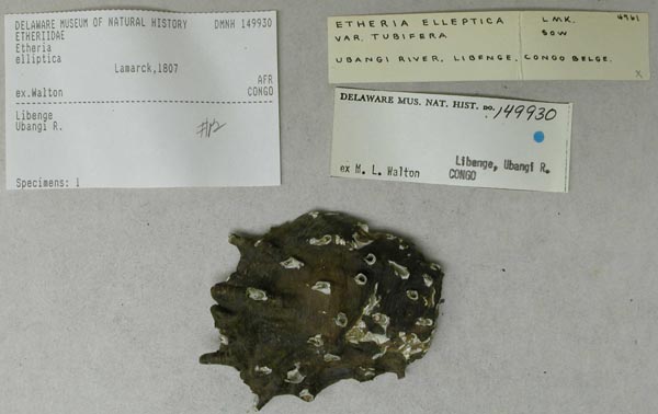 specimen