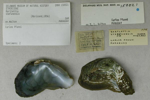 specimen