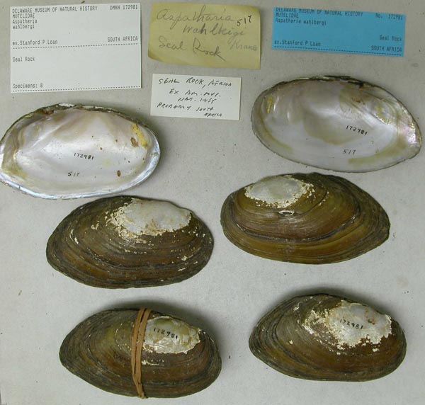 image of lot DMNH_172981 image of lot DMNH_172981