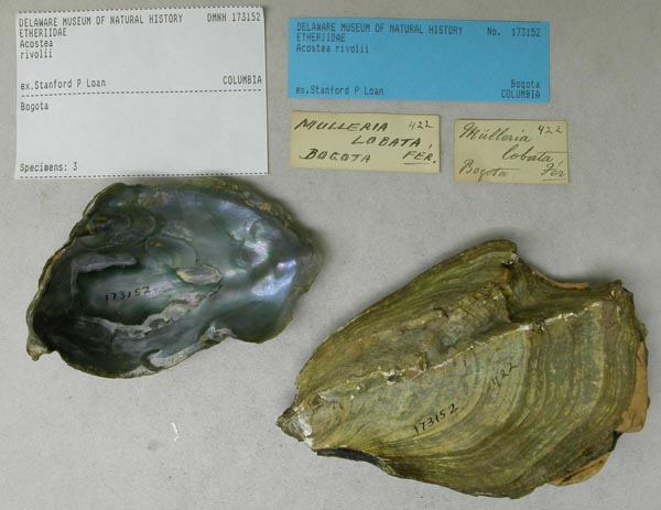 specimen