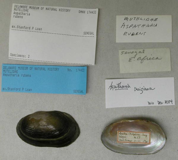 specimen