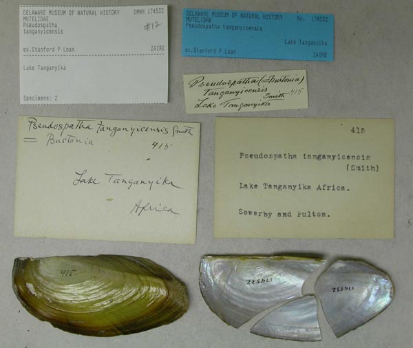 specimen