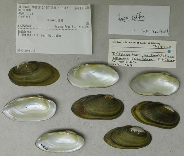 specimen