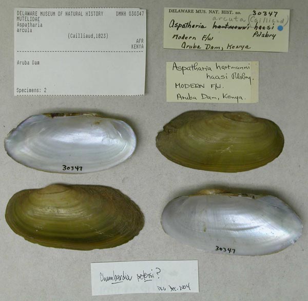 specimen