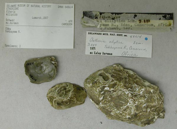 specimen