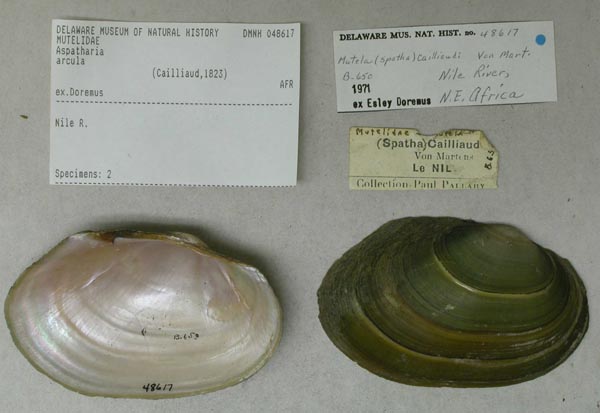 specimen