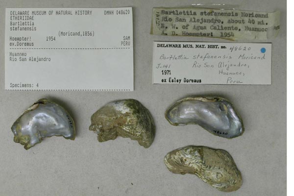 specimen