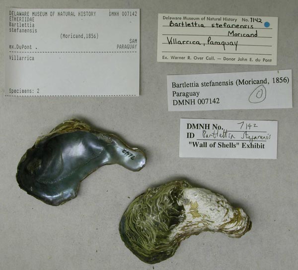 specimen