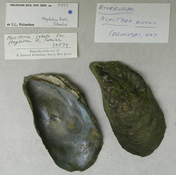 specimen