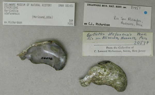 specimen