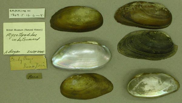 specimen