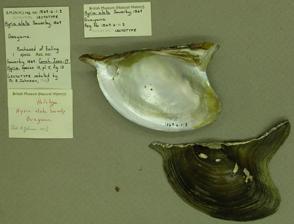 specimen