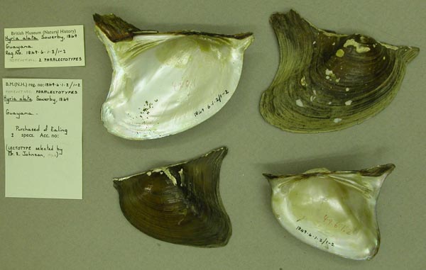 specimen