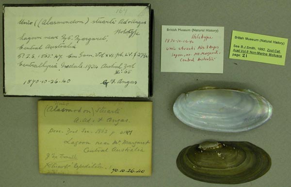 specimen