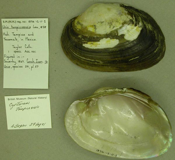 specimen