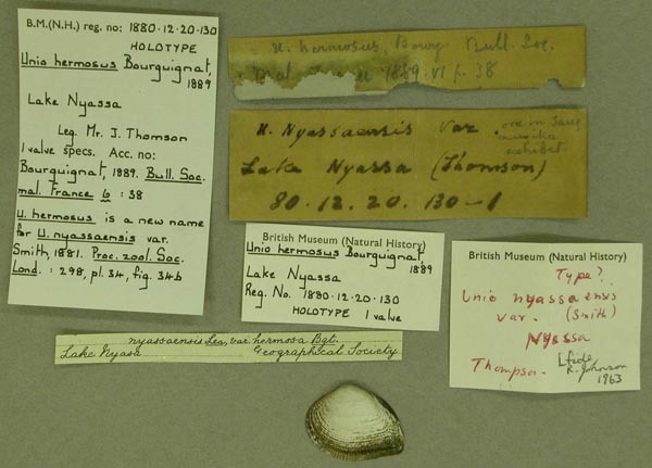 specimen