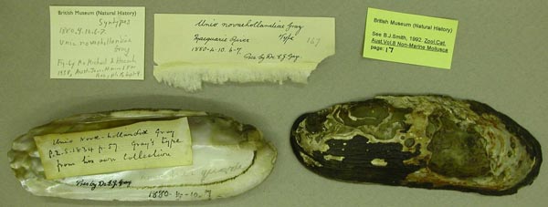 specimen