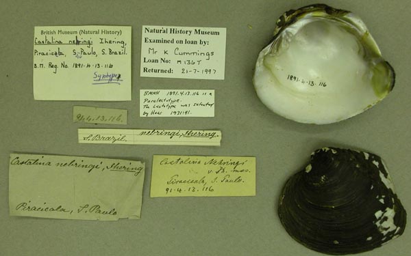 specimen