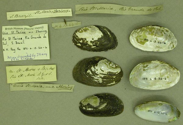 specimen