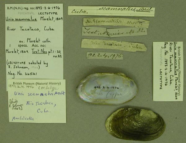 specimen