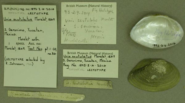 specimen