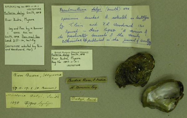 specimen